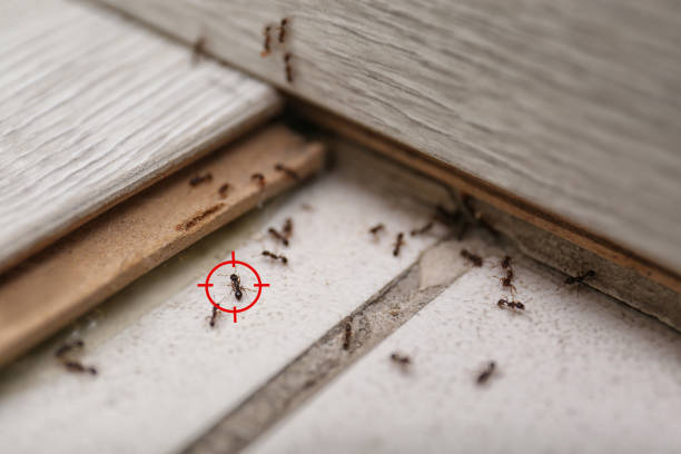 Best Spider Control Near Me  in Lebanon, IL