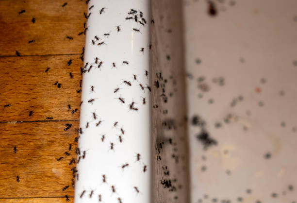 Best Wasp Removal Services  in Lebanon, IL