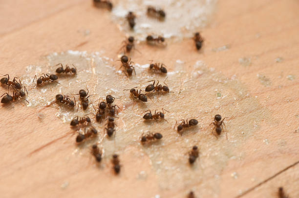 Wildlife Control Services in Lebanon, IL